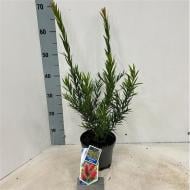 Растение Каллистемон 17х40 Laevis