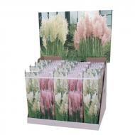 Растение Кортадерия 09х35 микс (саженцы)