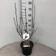 Растение Магнолия 21х75 ярко-розовая Susan