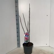 Растение Магнолия 23х100 розовая Galaxy