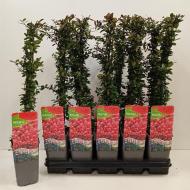 Растение Пираканта (рябина) 11х60 Red Column
