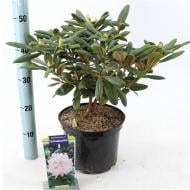 Растение Рододендрон 23х40 белый Schneewolke (уличный)