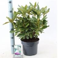 Растение Рододендрон 23х50 белый Cunningham\'s (уличный)