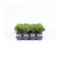 Растение Туя 11х25 Danica