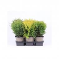Растение Туя 15х35 микс