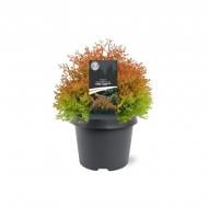 Растение Туя 19х30 Fire Chief