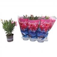 Рослина Неріум олеандр 17х45 мікс