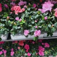 Растение Азалия 13х32 микс в одном горшке