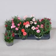 Растение Диантус (гвоздика) 10х15 микс Растение Диантус (гвоздика) 10х15 микс