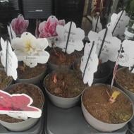 Растение Пион 13х20 микс (саженцы)