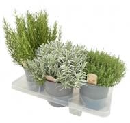 Растение Садовые травы 18х40 микс