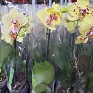 Рослина Фаленопсис (орхідея) 12х45 1 стовбур жовтий мікс (Green Balanz)