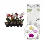 Рослина Фаленопсис (орхідея) 12х50 1 стовбур мікс А2 (Stolk Flora)