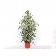 Растение Фикус бенджамина 27х140 Twilight