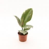 Растение Фикус эластика 12х30 Tineke