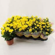 Растение Хризантема 12х25 махровая желтая