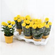 Рослина Хризантема 14х35 жовта Flowerpops Abbey