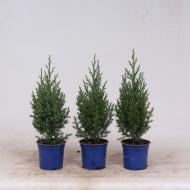 Растение Можжевельник 11х35 Stricta