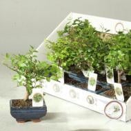 Рослина Бонсай 12х20 мікс