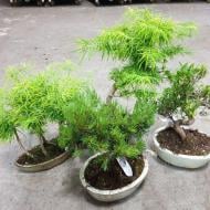 Растение Бонсай 20х45 микс в керамике