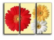 Картина модульная Красная Гербера 84x56 см Hotel Arizona HD CNVS-3-IFR-22x33-GERBERA