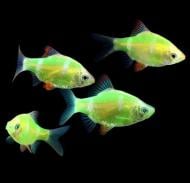 Рыбка Барбус Glofish S