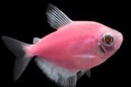 Рыбка Тернеция Glofish XS