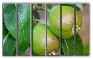Картина модульная Грушевый сад 171x112 см Hotel Arizona HD CVS-6-IFR-Fresh Fruits Pears-44x Картина модульная Грушевый сад 171x112 см Hotel Arizona HD CVS-6-IFR-Fresh Fruits Pears-44x