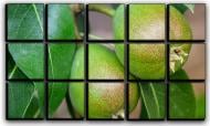 Картина модульная Грушевый сад 127x77 см Hotel Arizona HD CVS-15-IFR-Fresh Fruits Pears-30