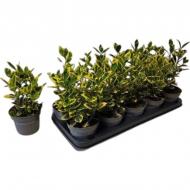 Растение Бересклет 13х30 japonica Marieke