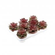 Рослина Ехеверія 10х12 Magic pearl Рослина Ехеверія 10х12 Magic pearl