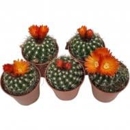 Рослина Кактус 05х08 Parodia comarapana квітучий Рослина Кактус 05х08 Parodia comarapana квітучий