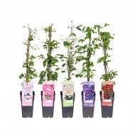 Растение Клематис 15х65 крупноцветковый микс