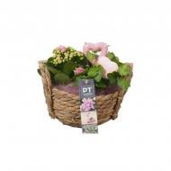 Растение Композиция 15х20 каланхое, хедера с декором в плетеной корзине Растение Композиция 15х20 каланхое, хедера с декором в плетеной корзине