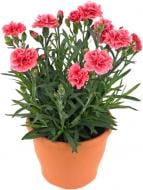 Растение Гвоздика d12 Растение Гвоздика d12