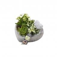 Растение Композиция 18х20 каланхое, эхеверия в керамическом кашпо в форме сердца Растение Композиция 18х20 каланхое, эхеверия в керамическом кашпо в форме сердца