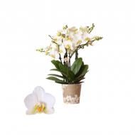 Растение Фаленопсис (орхидея) 12х35 6 стволов белый (Оk-plant)