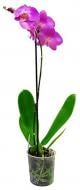 Растение Фаленопсис микс 1 ствол 3/5 + (12/40-50)
