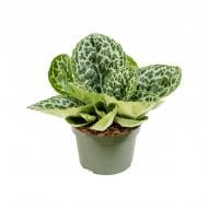 Растение Стрептокарпус 13х20 Pretty Turtlе