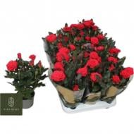 Растение Роза 11х25 Kordana Grande крупноголовая красная