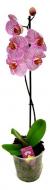 Растение Фаленопсис 1 ствол 12/45-60 (А2)