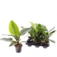 Растение Филодендрон 12*30 Imperial Green