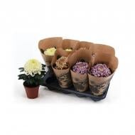 Растение Хризантема 13х35 крупноголовая микс Coco 1рр Растение Хризантема 13х35 крупноголовая микс Coco 1рр