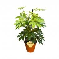 Растение Шеффлера 13х45 Anna