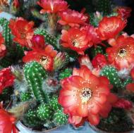 Рослина Кактус 8х15 Ехінопсіс хамецереус квітучий червоний Рослина Кактус 8х15 Ехінопсіс хамецереус квітучий червоний