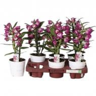 Растение Дендробиум (орхидея) 12х35 Nobile лиловый