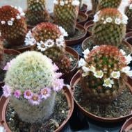 Рослина Кактус 10х15 Mammalaria квітучий мікс Рослина Кактус 10х15 Mammalaria квітучий мікс