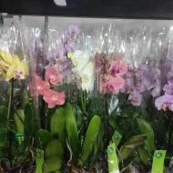 Растение Фаленопсис (орхидея) 12х55 2 ствола микс (Green Balanz)