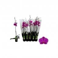Растение Фаленопсис (орхидея) 12х90-100 1 ствол пурпурный (Green Balanz)