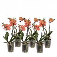 Рослина Фаленопсис (орхідея) мультифлора 09х35 2 стовбура Mimesis мікс (Ter Laak Orchids)